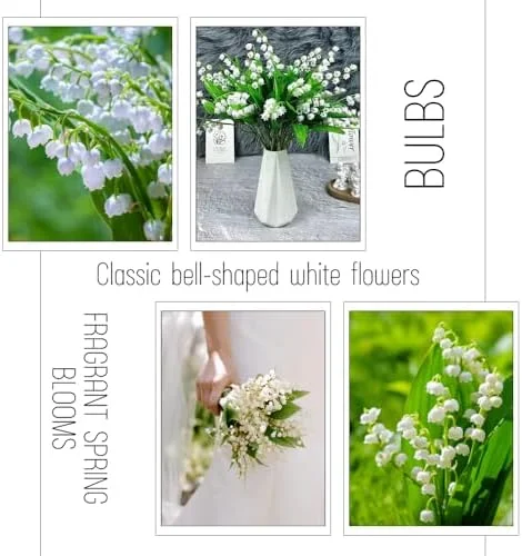 10 Lily of The Valley Bulbs for Planting, Perennial Lily Flower Bulbs, Fragrant White Blooms for Shade Gardens