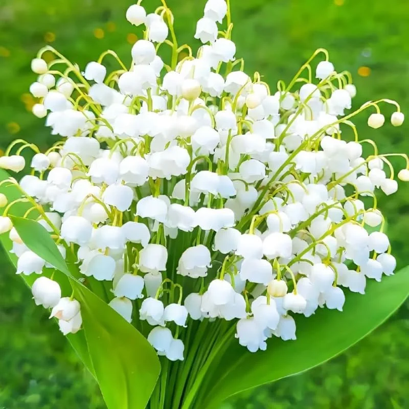 10 Lily of The Valley Bulbs for Planting, Perennial Lily Flower Bulbs, Fragrant White Blooms for Shade Gardens
