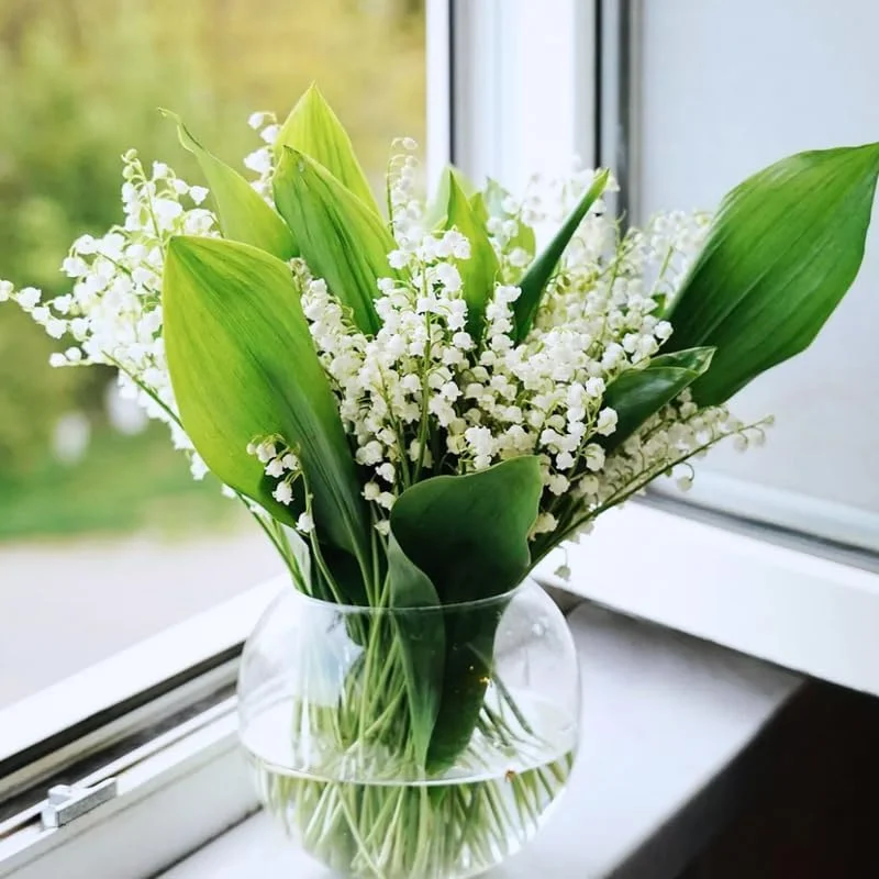 10 Lily of The Valley Bulbs for Planting, Perennial Lily Flower Bulbs, Fragrant White Blooms for Shade Gardens
