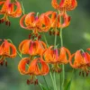 10 Turk’s Cap Lily Bulbs for Planting, Orange Tiger Lilies Bulbs, Hardy Perennial Lily Flowers for Gardening