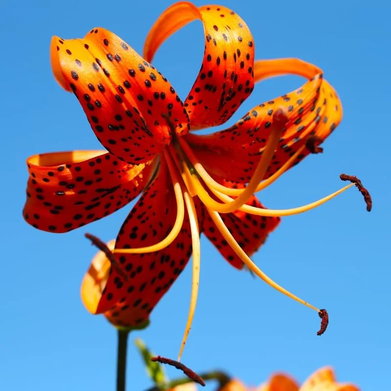 10 Turk’s Cap Lily Bulbs for Planting, Orange Tiger Lilies Bulbs, Hardy Perennial Lily Flowers for Gardening
