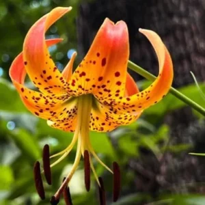 10 Turk’s Cap Lily Bulbs for Planting, Orange Tiger Lilies Bulbs, Hardy Perennial Lily Flowers for Gardening