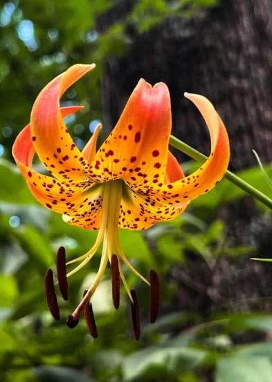 10 Turk’s Cap Lily Bulbs for Planting, Orange Tiger Lilies Bulbs, Hardy Perennial Lily Flowers for Gardening
