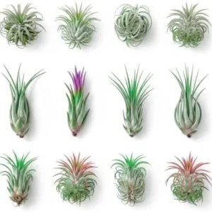 12 Tillandsia Air Plants Live Succulents Assorted Variety Indoor Plants for Decoration Terrariums Office