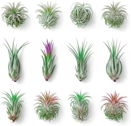 12 Tillandsia Air Plants Live Succulents Assorted Variety Indoor Plants for Decoration Terrariums Office