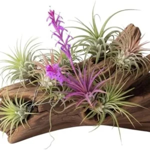 12 Tillandsia Air Plants Live Succulents Assorted Variety Indoor Plants for Decoration Terrariums Office