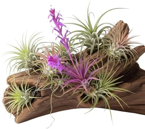 12 Tillandsia Air Plants Live Succulents Assorted Variety Indoor Plants for Decoration Terrariums Office