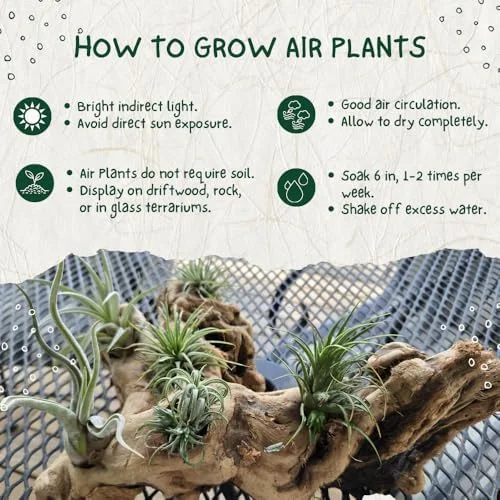 12 Tillandsia Air Plants Live Succulents Assorted Variety Indoor Plants for Decoration Terrariums Office