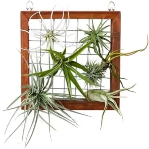 12 Tillandsia Air Plants Live Succulents Assorted Variety Indoor Plants for Decoration Terrariums Office