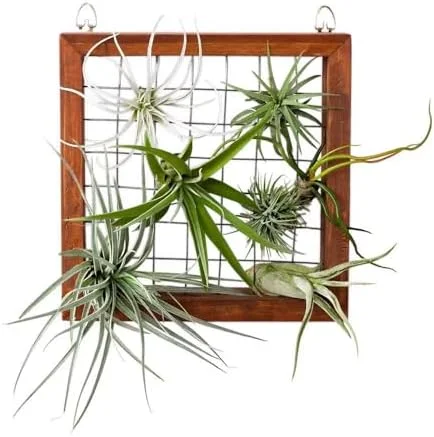 12 Tillandsia Air Plants Live Succulents Assorted Variety Indoor Plants for Decoration Terrariums Office