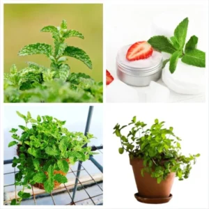 1 Pot (1 Clump) of Strawberry Mint Herb Live Starter Plant for Planting, Fresh Herb Mint for Indoor Outdoor Garden,4"Tall 4"Pot (No Ship CA)