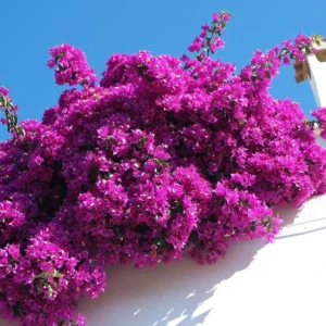 Red Purple Bougainvillea Live Plant - Flowering Climbing Vine - 5-10