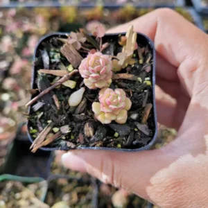 Sedum Versadense Korean Succulent Plant 2 Inch Pot for Home Office Garden Decor