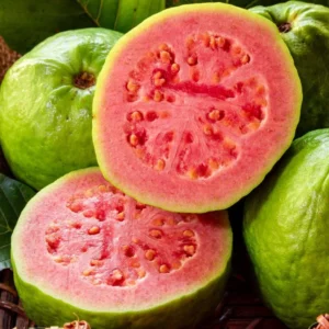 Pink Guava Tree Live Plant – Psidium guajava – 8 to 10 Inches Tall – 4 Inch Pot – Outdoor - Image 5