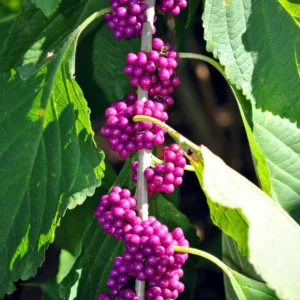American Beautyberry Plant – Live plant – Hardy ornamental shrub – Outdoor - Image 3