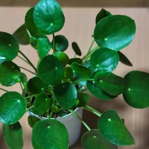 2 Money Tree Plant Indoor, 5 to 7 Inc in Height, Pilea Peperomioides Live, Money Plant Live Houseplants for Planting Growing