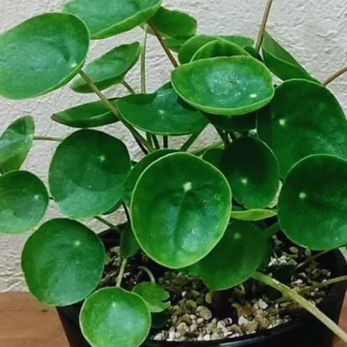 2 Money Tree Plant Indoor, 5 to 7 Inc in Height, Pilea Peperomioides Live, Money Plant Live Houseplants for Planting Growing