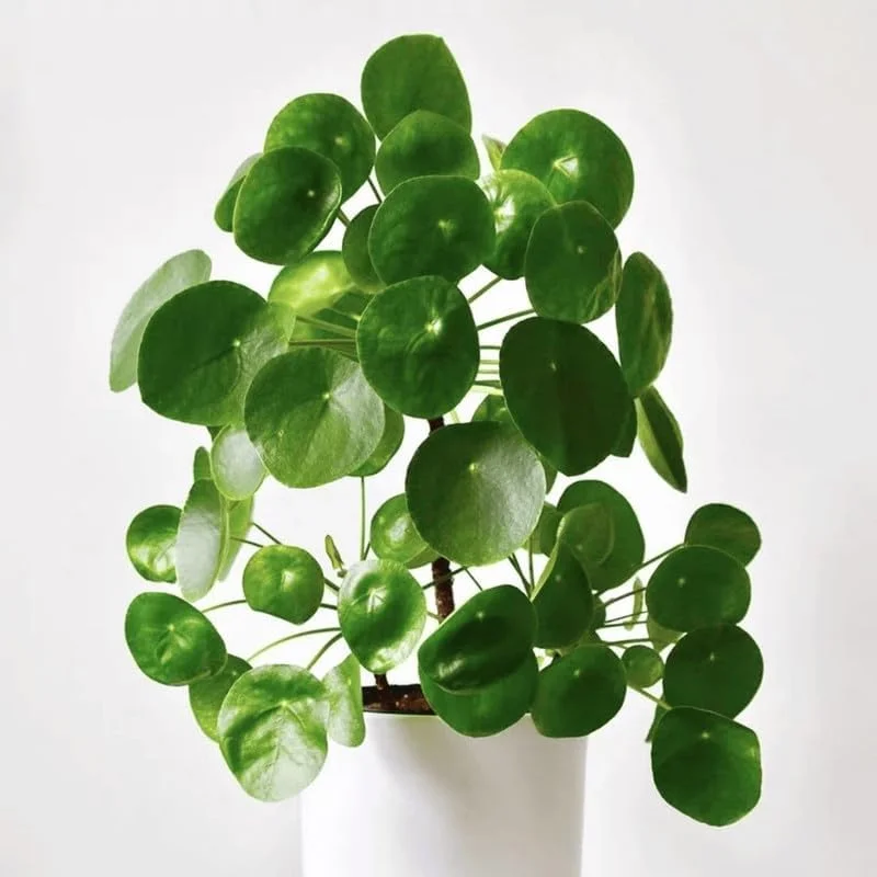 2 Money Tree Plant Indoor, 5 to 7 Inc in Height, Pilea Peperomioides Live, Money Plant Live Houseplants for Planting Growing