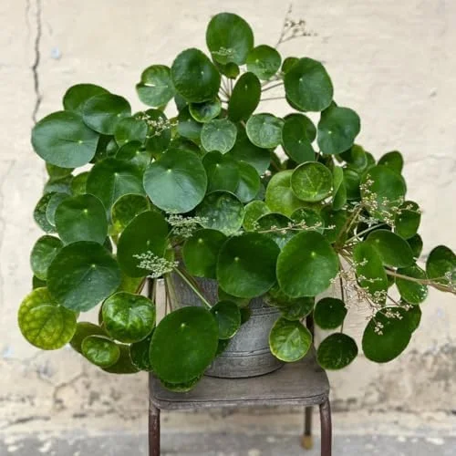 2 Money Tree Plant Indoor, 5 to 7 Inc in Height, Pilea Peperomioides Live, Money Plant Live Houseplants for Planting Growing