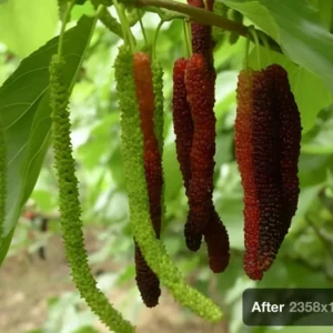 2 Mulberry Trees - 2 Pakistan Mulberry Trees