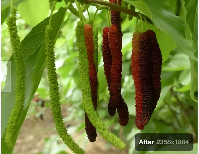 2 Mulberry Trees - 2 Pakistan Mulberry Trees