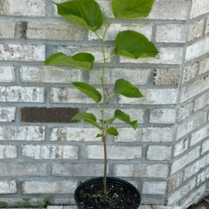 2 Mulberry Trees - 2 Pakistan Mulberry Trees