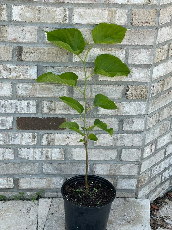 2 Mulberry Trees - 2 Pakistan Mulberry Trees