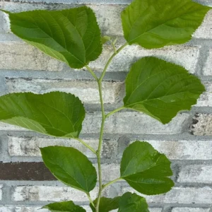 2 Mulberry Trees - 2 Pakistan Mulberry Trees