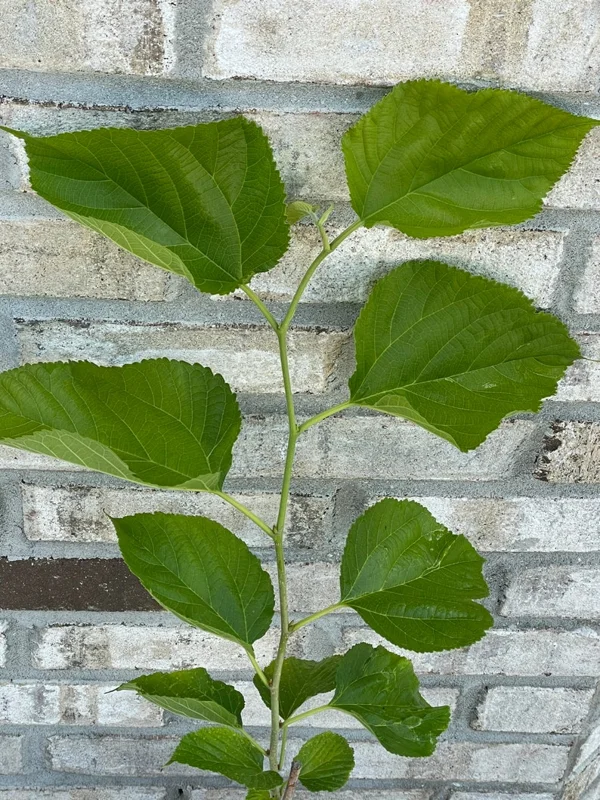 2 Mulberry Trees - 2 Pakistan Mulberry Trees