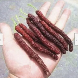 2 Mulberry Trees - 2 Pakistan Mulberry Trees