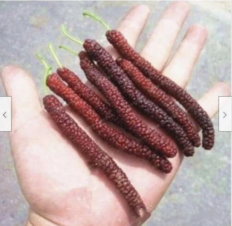 2 Mulberry Trees - 2 Pakistan Mulberry Trees