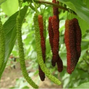 2 Mulberry Trees - 2 Pakistan Mulberry Trees