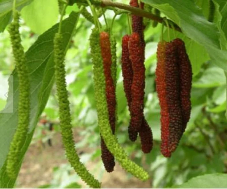 2 Mulberry Trees - 2 Pakistan Mulberry Trees