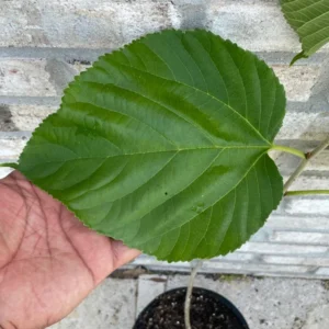 2 Mulberry Trees - 2 Pakistan Mulberry Trees