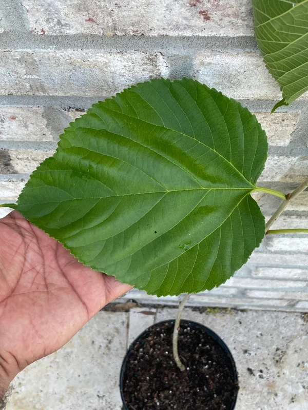 2 Mulberry Trees - 2 Pakistan Mulberry Trees