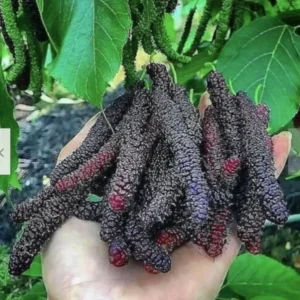 2 Mulberry Trees - 2 Pakistan Mulberry Trees