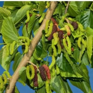 2 Mulberry Trees - 2 Pakistan Mulberry Trees
