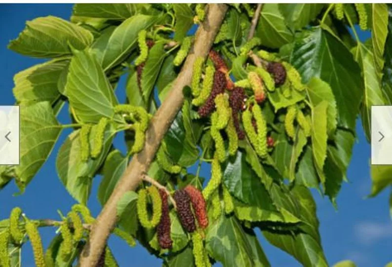 2 Mulberry Trees - 2 Pakistan Mulberry Trees