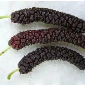 2 Mulberry Trees - 2 Pakistan Mulberry Trees