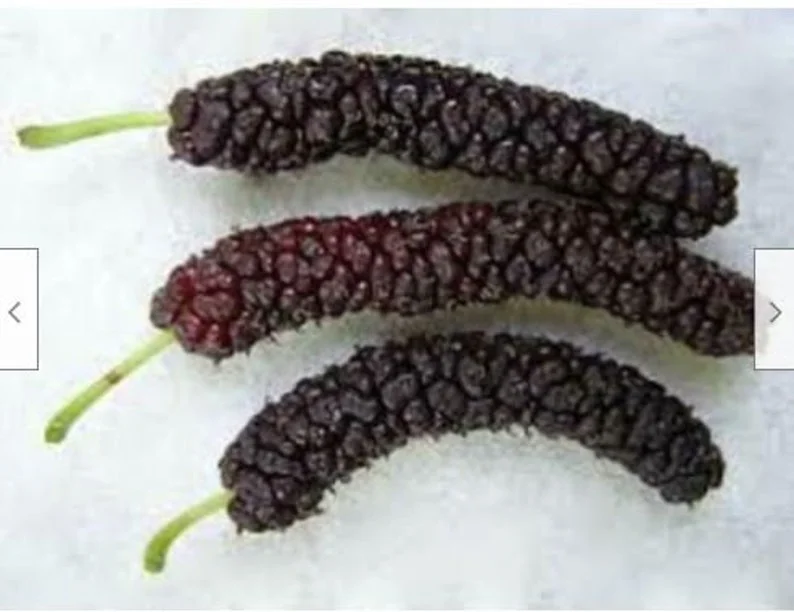 2 Mulberry Trees - 2 Pakistan Mulberry Trees