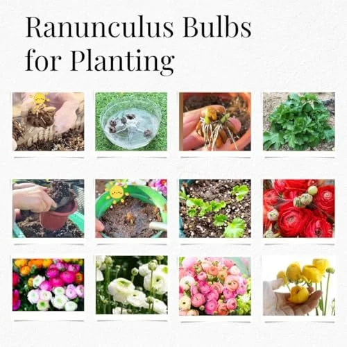 25 Ranunculus Bulbs for Fall Planting, Perennial Flowers Bulbs for Gardens, Vibrant Peony Buttercup Corms for Outdoor Borders (Multicolor Ranunculus)