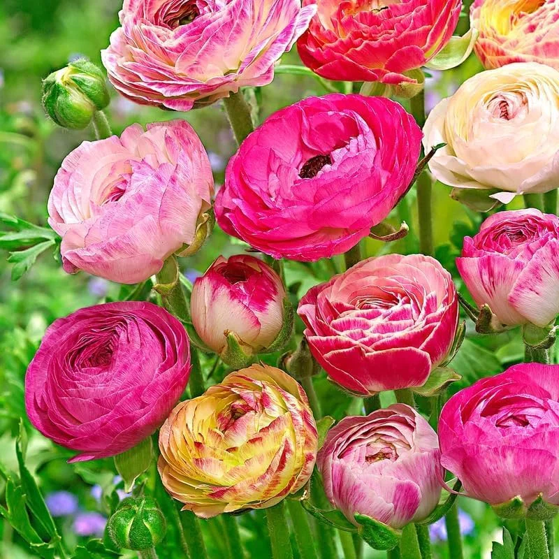 25 Ranunculus Bulbs for Fall Planting, Perennial Flowers Bulbs for Gardens, Vibrant Peony Buttercup Corms for Outdoor Borders (Multicolor Ranunculus)