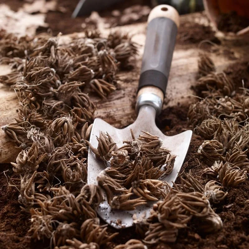 25 Ranunculus Bulbs for Fall Planting, Perennial Flowers Bulbs for Gardens, Vibrant Peony Buttercup Corms for Outdoor Borders (Multicolor Ranunculus)