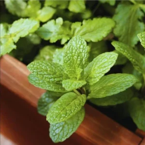 1 Pot (1 Clump) of Spearmint Herb Live Starter Plant for Planting, Edible Aromatic Herb, Fragrant Perennial Herbs, 4"Tall 4"Pot (No Ship CA)