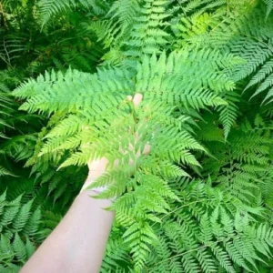 5 Cinamon Ferns Roots Outdoor Indoor, Live Ferns Rhizomes for Outdoors, 3 to 5 Inc Tall for Gardening