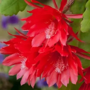 Red Epiphyllum Orchid Cactus – Live plant – 6-8 inches – Indoor/Outdoor - Image 4