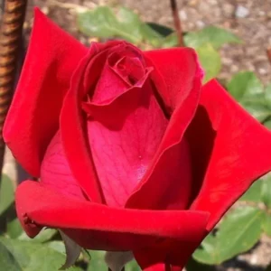 Rose Bush Live Plant Hybrid Tea Rose 5-9 Inch Red Fragrant Flowers