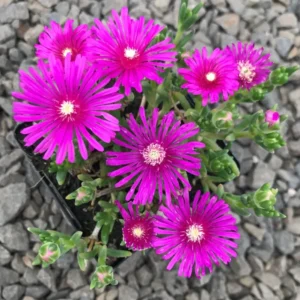 Cooper's Hardy Ice Plant - Delosperma Cooperi Succulent Plant 2 Inch Pot for Garden