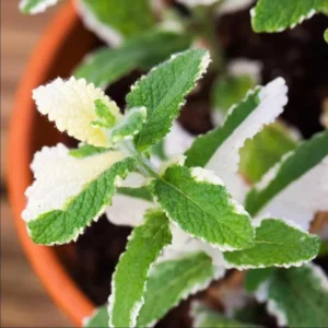 1 Pot (1 Clump) of Pineapple Mint Herb Live Starter Plant for Planting, Fragrant Mint Bush Garden Mints Plant, 4