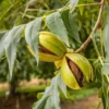 4 Pecan Trees Plants Live Bare Roots, 1-2 Feet Tall Hardy Nut Trees for Outdoor Planting, Dormant Seedlings for Garden or Yard